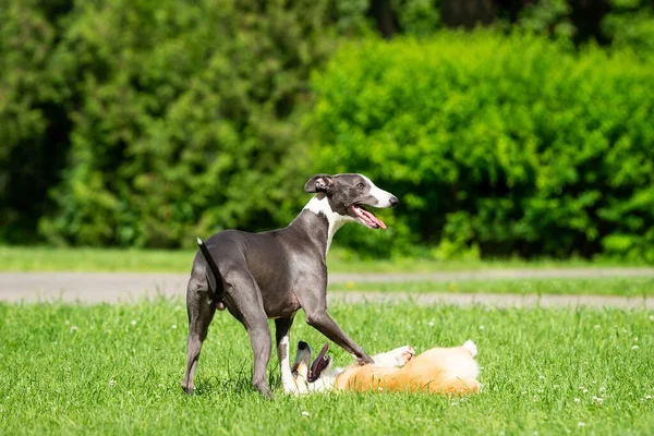 Bir Greyhound Köpeği Parktaki Yeşil Çimlerde Bir Corgi Ile Oynar — Stok fotoğraf