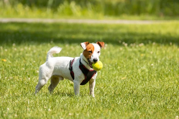 Jack Russell Parktaki Çim Çayırındaki Teriyer Köpeği — Stok fotoğraf