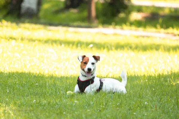 Jack Russell Parktaki Çim Çayırındaki Teriyer Köpeği — Stok fotoğraf