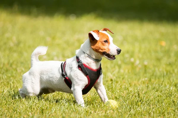 Jack Russell Terrier Perro Parque Prado Hierba —  Fotos de Stock