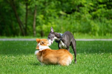 Bir Greyhound köpeği parktaki yeşil çimlerde bir Corgi ile oynar.