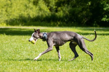 Köpek yetiştiricisi tazı. Çimlerin üzerinde parkta yürüyor.