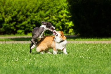 Bir Greyhound köpeği parktaki yeşil çimlerde bir Corgi ile oynar.