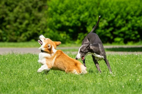 Bir Greyhound Köpeği Parktaki Yeşil Çimlerde Bir Corgi Ile Oynar — Stok fotoğraf