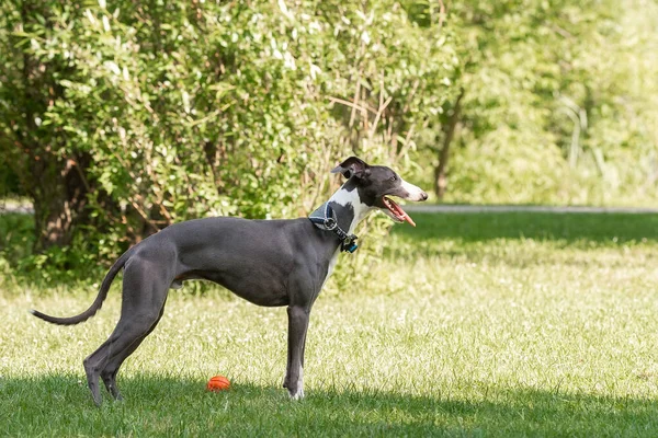 Cane Razza Segugio Levriero Piedi Nel Parco Sull Erba — Foto Stock