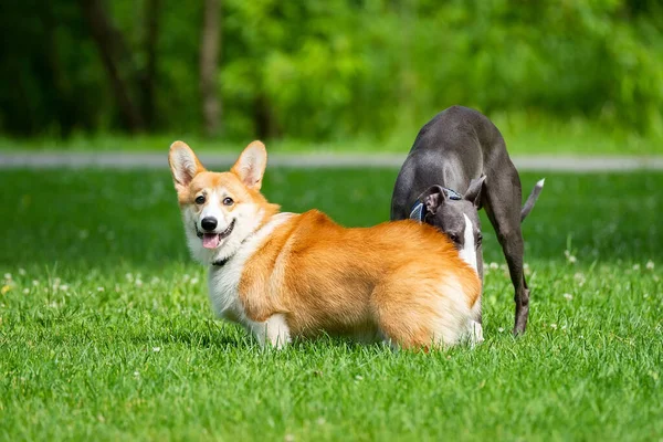 Een Greyhound Hond Speelt Met Een Corgi Het Groene Gras — Stockfoto