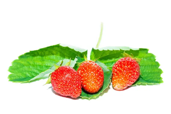 Sendero Maduro Para Cortar Fresas Frescas Fresa Fruta Orgánica Fresca — Foto de Stock
