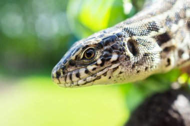 Dişi bir kertenkelenin kafası, dişi bir kertenkelenin kafasının makro fotoğrafı, Lacerta agilis.