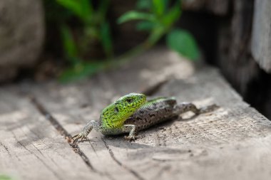 Dişi bir kertenkelenin kafası, dişi bir kertenkelenin kafasının makro fotoğrafı, Lacerta agilis.