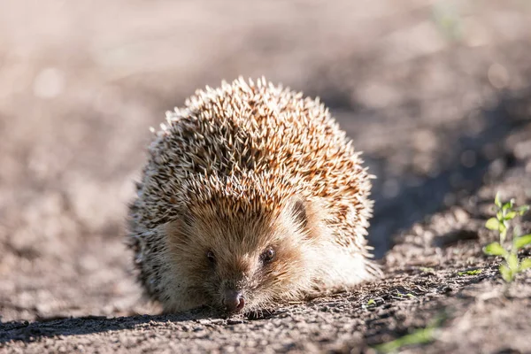 Igel Wissenschaftlicher Name Erinaceus Europaeus Wilder Einheimischer Europäischer Igel Natürlichem — Stockfoto