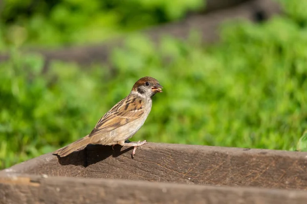 Close Van Mooie Bruine Mus Bloeiende Boomtakje Wilde Dieren Vogels — Stockfoto