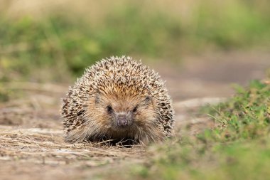 Kirpi, (Bilimsel adı: Erinaceus europaeus) yabani, yerli, Avrupa kirpisi yeşil çimen ve sarı düğün çiçeği ile doğal bahçe habitatında. Kopya için yer var. Yatay.