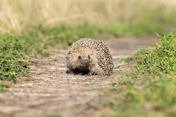 Igel Wissenschaftlicher Name Erinaceus Europaeus Wilder Einheimischer Europäischer Igel Natürlichem — Stockfoto