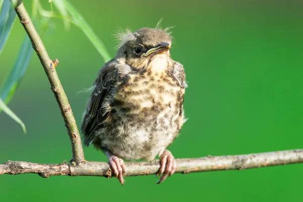 Green Branch Tree Sits Funny Yellow Throated Chick Field Thrush — Stock Photo, Image