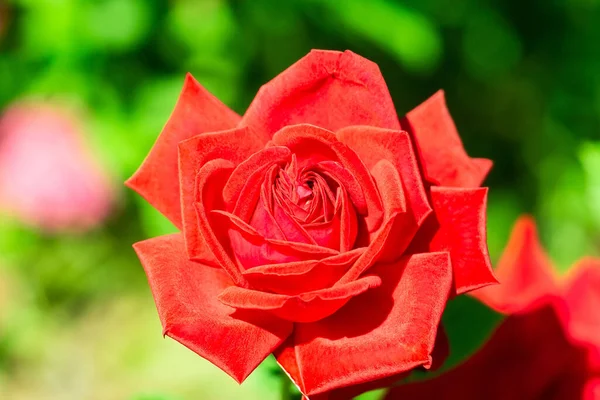 Červený Čaj Růže Krásná Rudá Růže Kvete Zahradě Období Kvetoucích — Stock fotografie
