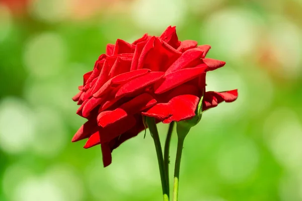 Rosa Chá Vermelho Linda Rosa Vermelha Floresce Jardim Estação Rosas — Fotografia de Stock