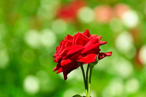 Rosa Chá Vermelho Linda Rosa Vermelha Floresce Jardim Estação Rosas — Fotografia de Stock