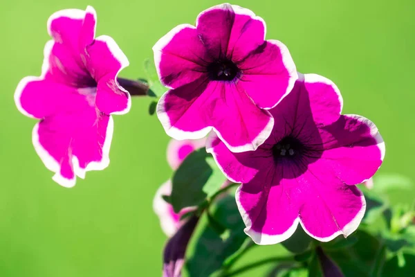 Petunia Petunia Nel Vassoio Petunia Nella Pentola Petunia Viola — Foto Stock