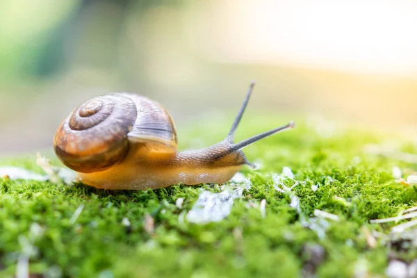 Liten Achatina Snigel Sitter Stubbe Lutade Sin Bruna Handfat Mustaschögon — Stockfoto