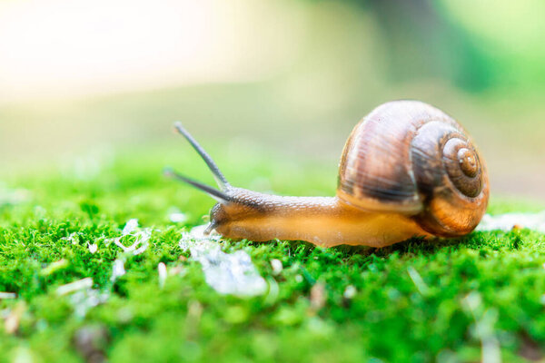 A small Achatina snail sitting on a stump tilted its Brown sink. Mustache eyes touch grass. Snail in the natural nature.