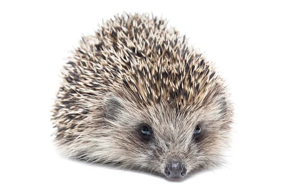 Small Hedgehog Isolated White Background — Stock Photo, Image
