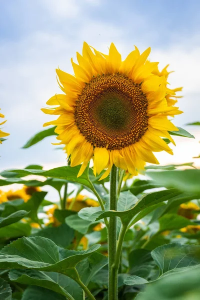 Fondo Natural Girasol Girasol Floreciendo Primer Plano Del Girasol — Foto de Stock