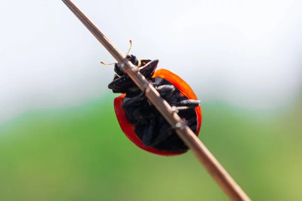 Macro Coccinella Magnifica Foglie Verbena Che Mangiano Afidi Lotta Biologica — Foto Stock