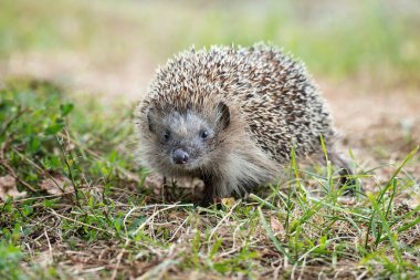 Kirpi, (Bilimsel adı: Erinaceus europaeus) yabani, yerli, Avrupa kirpisi yeşil çimen ve sarı düğün çiçeği ile doğal bahçe habitatında. Kopya için yer var. Yatay.