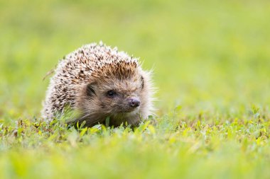 Kirpi, (Bilimsel adı: Erinaceus europaeus) yabani, yerli, Avrupa kirpisi yeşil çimen ve sarı düğün çiçeği ile doğal bahçe habitatında. Kopya için yer var. Yatay.