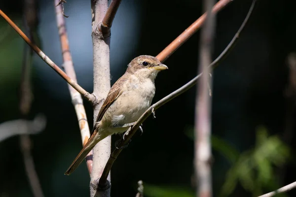 Rödryggad Shrike Lanius Collurio Sitter Gren — Stockfoto