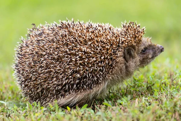 Hedgehog Nome Científico Erinaceus Europaeus Wild Native European Hedgehog Natural — Fotografia de Stock