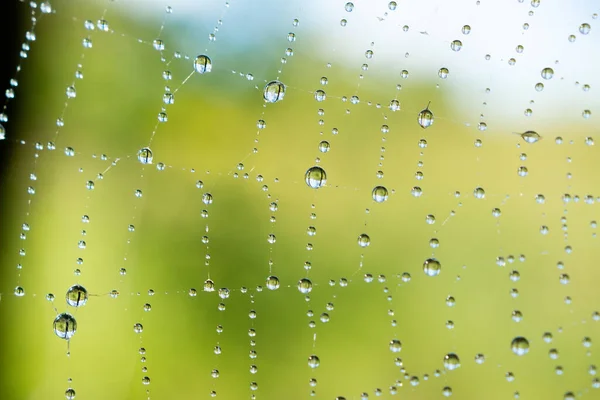 Cobweb Spiderweb Natural Rain Pattern Background Close Cobweb Drops Rain — Stock Photo, Image