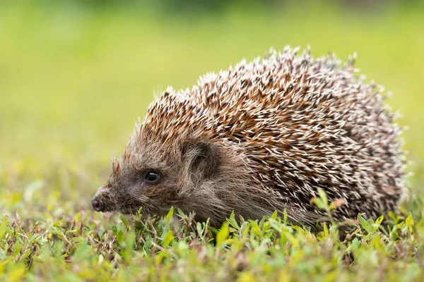 Hedgehog Scientific Name Erinaceus Europaeus Wild Native European Hedgehog Natural — Stock Photo, Image