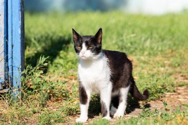Yeşil çimlerin üzerinde siyah beyaz bir kedi
