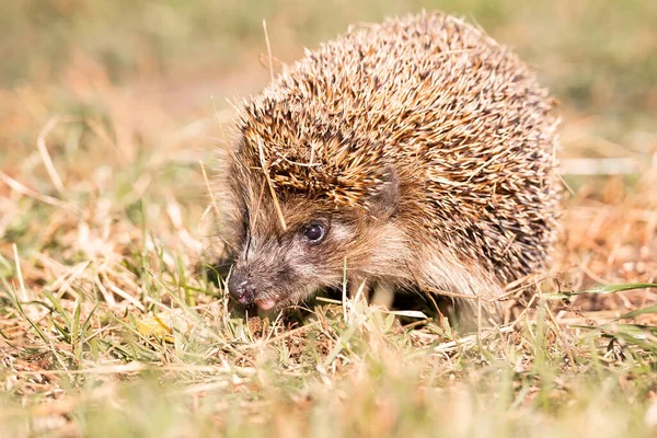 Igel Wissenschaftlicher Name Erinaceus Europaeus Wilder Einheimischer Europäischer Igel Natürlichem — Stockfoto