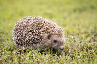 Kirpi, (Bilimsel adı: Erinaceus europaeus) yabani, yerli, Avrupa kirpisi yeşil çimen ve sarı düğün çiçeği ile doğal bahçe habitatında. Kopya için yer var. Yatay.