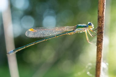 Kuru bir çubukta oturan yusufçuk, vahşi yaşam. İnce mavi bir yusufçuk dar bir çimen yaprağının üzerinde oturur. Odaklanamıyorum.