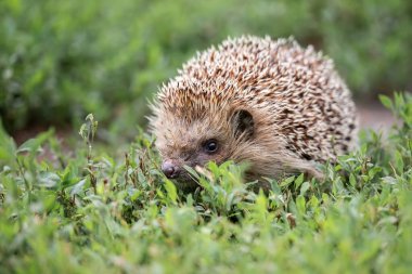Kirpi, (Bilimsel adı: Erinaceus europaeus) yabani, yerli, Avrupa kirpisi yeşil çimen ve sarı düğün çiçeği ile doğal bahçe habitatında. Kopya için yer var. Yatay.