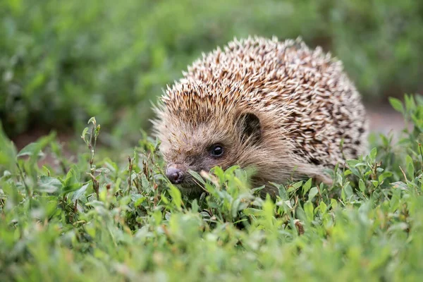 Hedgehog Scientific Name Erinaceus Europaeus Wild Native European Hedgehog Natural — Stock Photo, Image