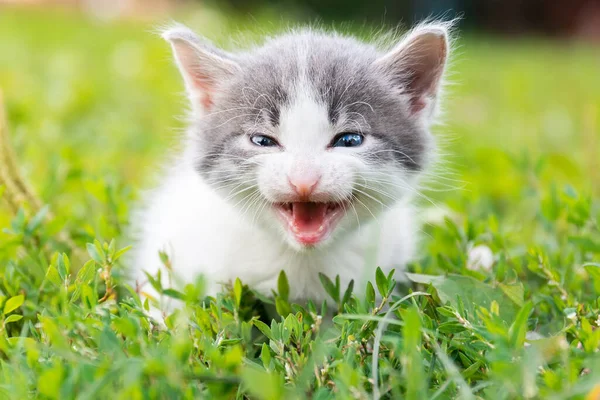 여름날푸른 풀밭에 귀엽고 고양이 자연계에 고양이의 — 스톡 사진