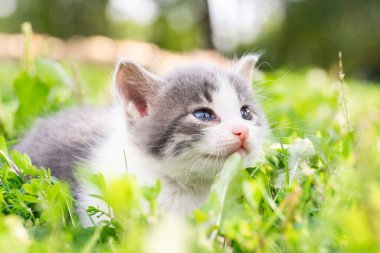 Bir yaz günü yeşil çimlerde küçük sevimli tüylü gri kedi yavrusu. Doğada bir kedi portresi.
