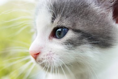 Bir yaz günü yeşil çimlerde küçük sevimli tüylü gri kedi yavrusu. Doğada bir kedi portresi.