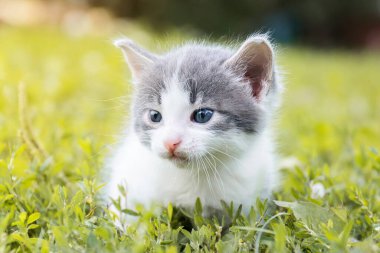 Bir yaz günü yeşil çimlerde küçük sevimli tüylü gri kedi yavrusu. Doğada bir kedi portresi.