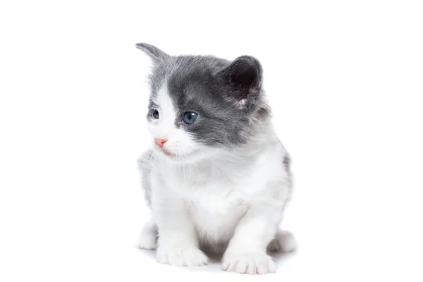 Pequeno Engraçado Gatinho Siamês Isolado Fundo Branco — Fotografia de Stock