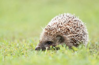 Kirpi, (Bilimsel adı: Erinaceus europaeus) yabani, yerli, Avrupa kirpisi yeşil çimen ve sarı düğün çiçeği ile doğal bahçe habitatında. Kopya için yer var. Yatay.