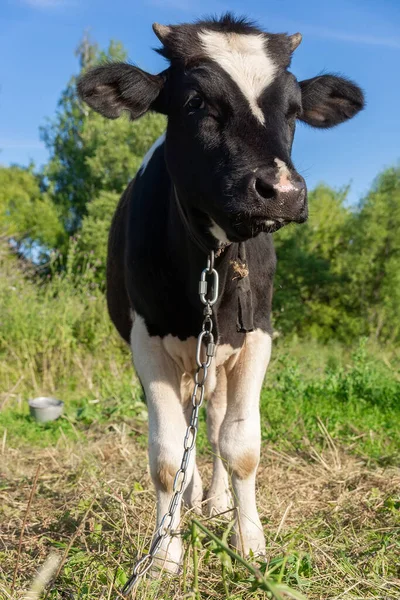 Preto Angus Novilha Retrato Azul Céu Fundo — Fotografia de Stock