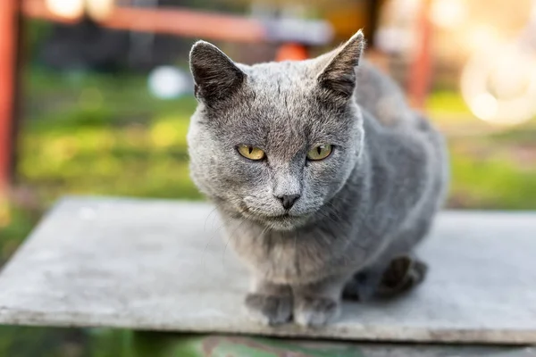 Bonito Gato Azul Russo Caminha Parque — Fotografia de Stock