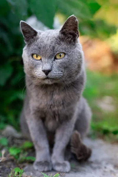 Hermoso Gato Azul Ruso Camina Parque —  Fotos de Stock