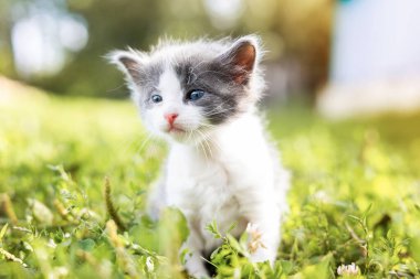Bir yaz günü yeşil çimlerde küçük sevimli tüylü gri kedi yavrusu. Doğada bir kedi portresi.