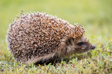 Kirpi, (Bilimsel adı: Erinaceus europaeus) yabani, yerli, Avrupa kirpisi yeşil çimen ve sarı düğün çiçeği ile doğal bahçe habitatında. Kopya için yer var. Yatay.